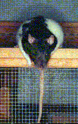 [Bandit's perch]