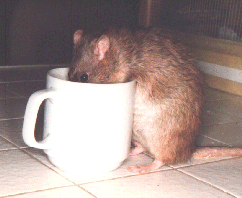 [Krinkle & Coffee]
