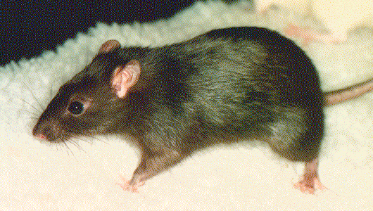 [Midnite, Wild Rat]