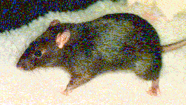 [Midnite, 'Wild' Rat]