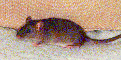 [Baby Truffle]
